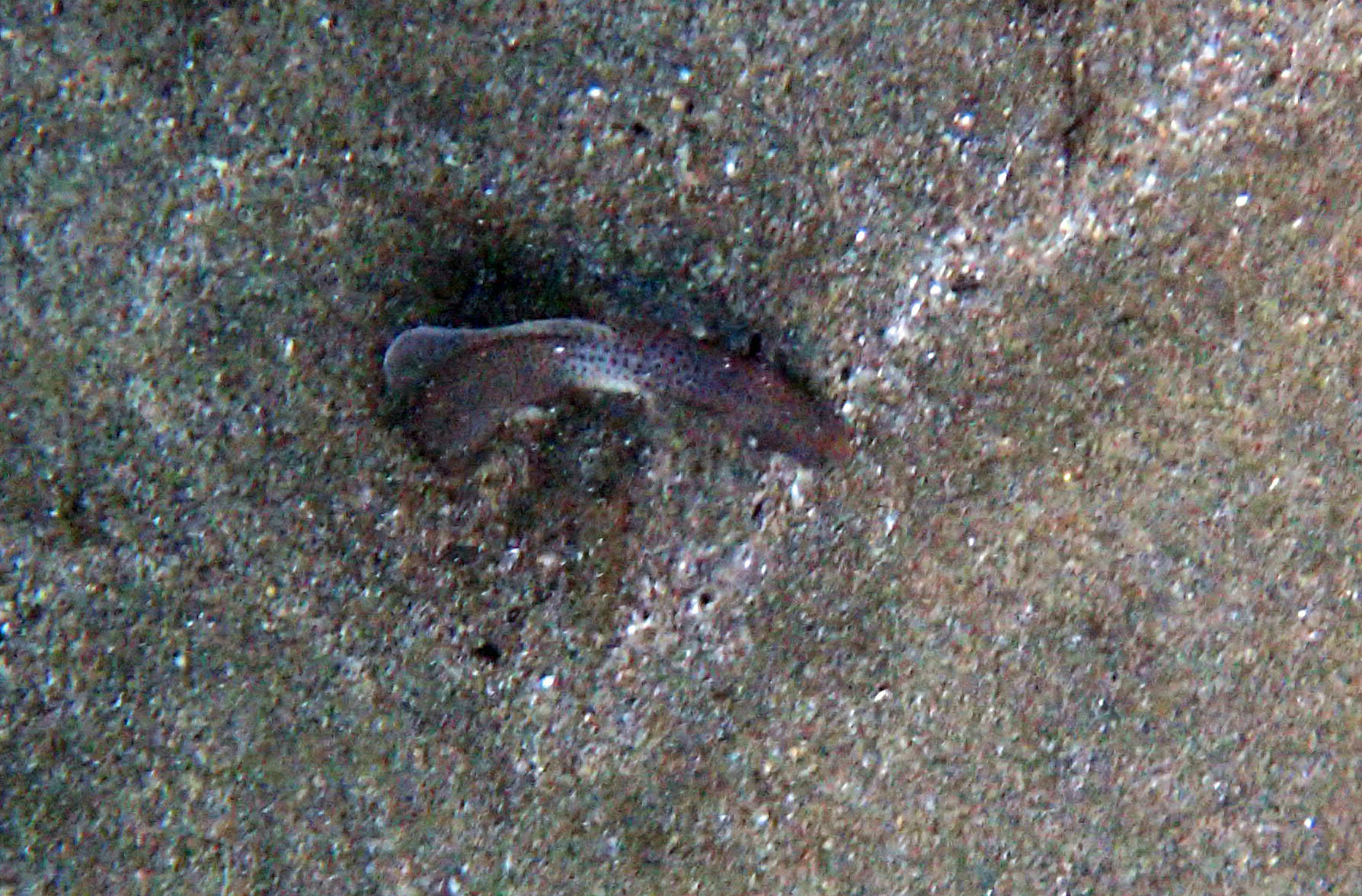 Peppered Garden Eel photo 4