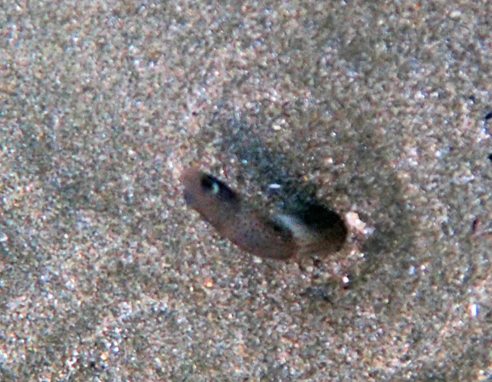 Peppered Garden Eel photo 5
