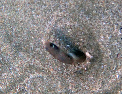 Heteroconger hassi