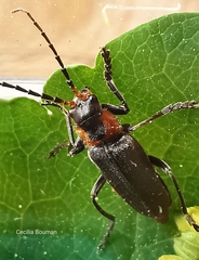 Cantharis reichei