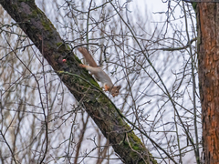 Sciurus vulgaris