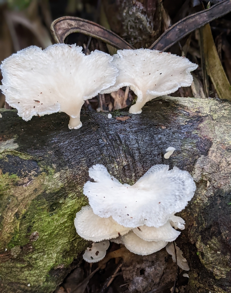Favolus brasiliensis · March 2022 · photo: © benkeen (iNaturalist, cc0)