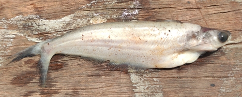 Lower Guinea butter catfish (Schilbe mandibularis) — Schilbeidae — 4