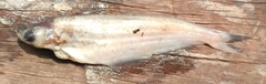 Schilbe mandibularis