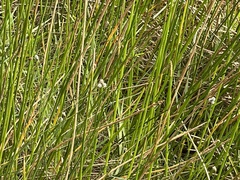 Eleocharis interstincta