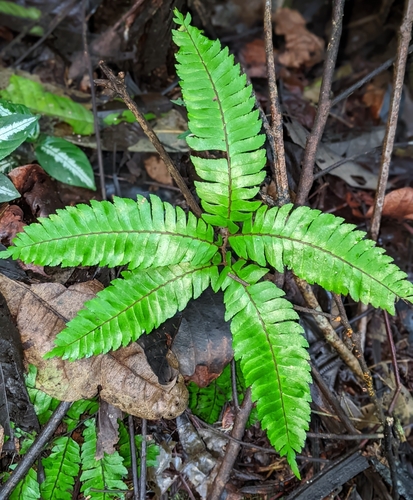 Image of Adiantum pulverulentum by no rights reserved