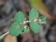 Euphorbia pergamena