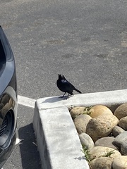 Euphagus cyanocephalus