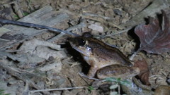 Lithobates juliani