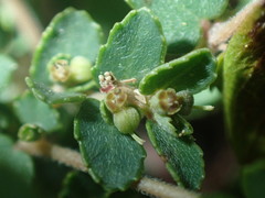 Euphorbia pergamena