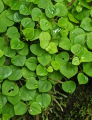Peperomia serpens