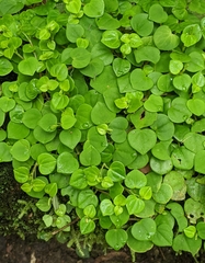 Peperomia serpens