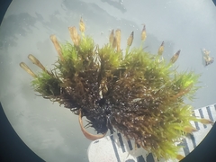 Ulota drummondii