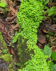 Peperomia serpens