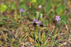 Ophrys bertolonii flavicans