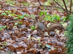 Sciurus vulgaris