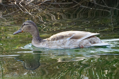 Anas platyrhynchos