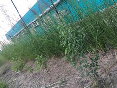 Chrysopogon zizanioides