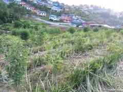 Chrysopogon zizanioides