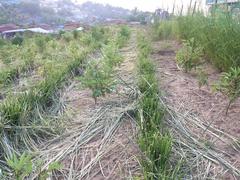 Chrysopogon zizanioides