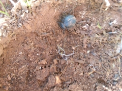 Pimelia