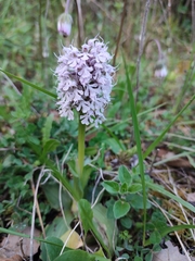 Neotinea conica