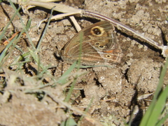 Pampasatyrus gyrtone