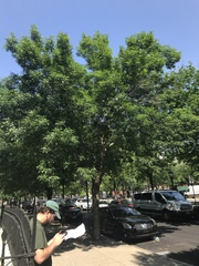 Fraxinus pennsylvanica