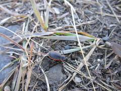 Carabus macleayi