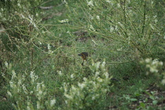 Xanthocephalus xanthocephalus