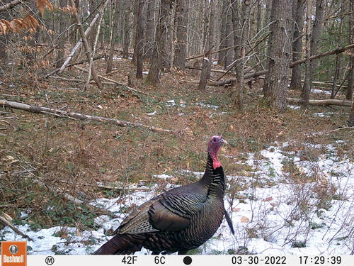 Wild Turkey photographed in Maine