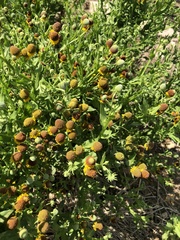 Helenium microcephalum