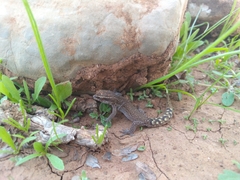 Saurodactylus brosseti