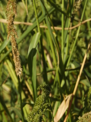 Echinochloa crus-pavonis