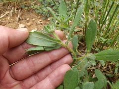 Rudbeckia hirta pulcherrima