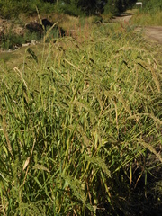 Echinochloa crus-pavonis