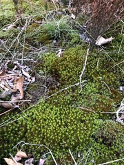 Polytrichastrum ohioense