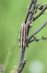 Lixus anguinus