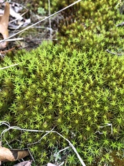Polytrichastrum ohioense