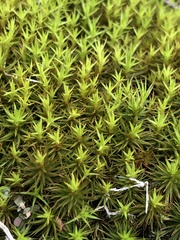 Polytrichastrum ohioense