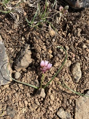 Allium scilloides