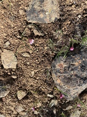 Allium scilloides