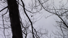 Haliaeetus leucocephalus washingtoniensis