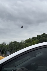 Pelecanus occidentalis