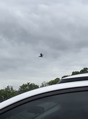 Pelecanus occidentalis