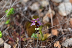 Ophrys bertolonii flavicans