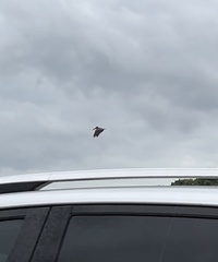 Pelecanus occidentalis