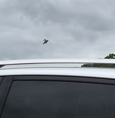 Pelecanus occidentalis