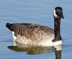 Branta canadensis