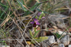 Ophrys bertolonii flavicans